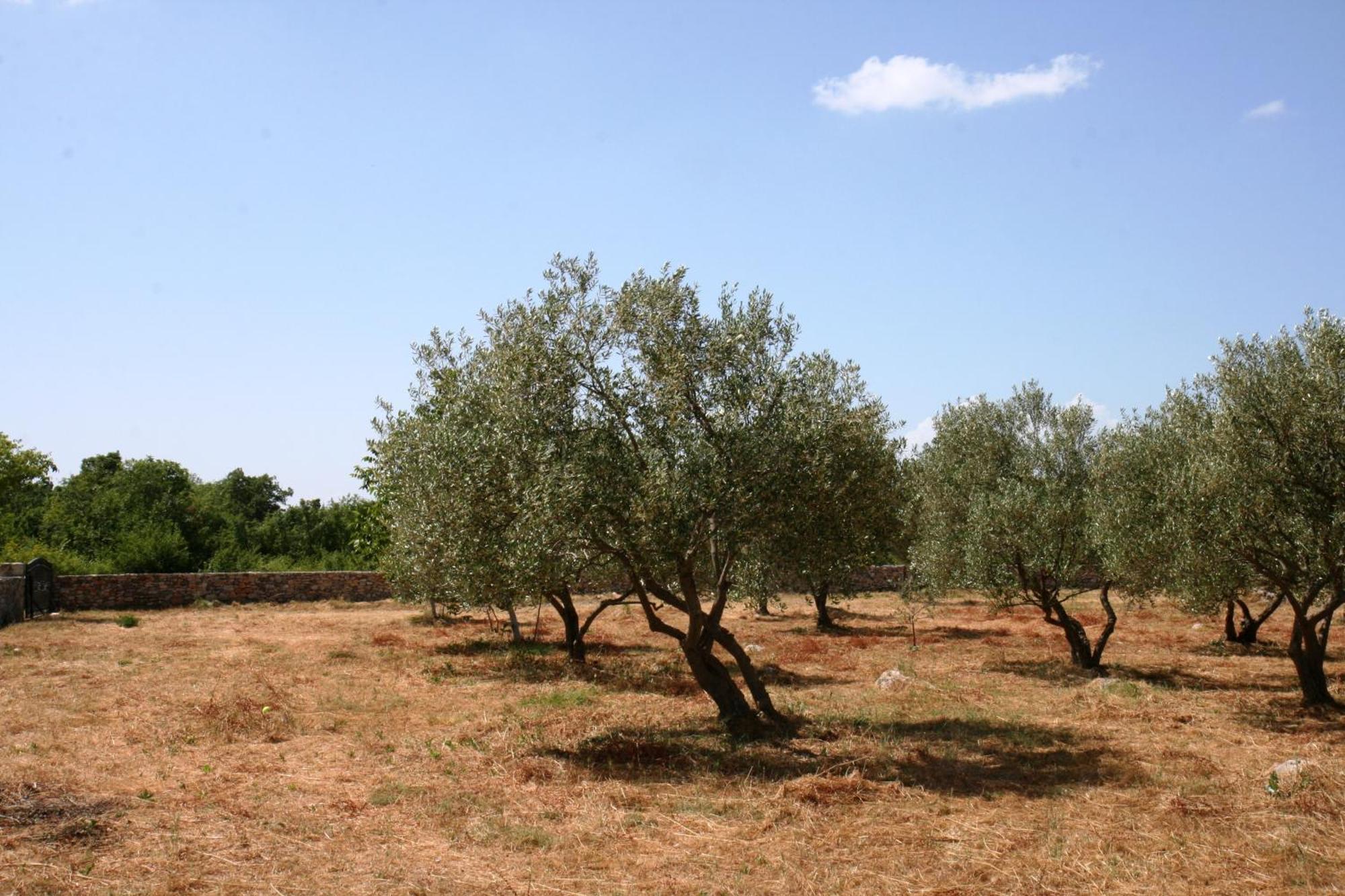 Pansion Skelin Ξενοδοχείο Drinovci Εξωτερικό φωτογραφία